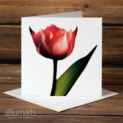 Devil Tulip by Allium Arts shows a red tulip with devil 'horns', presented on a white background.