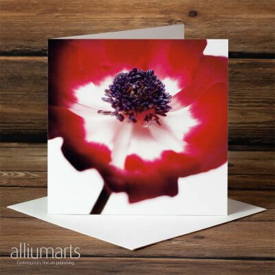 Fresh Bloom by Allium Arts shows a close up photograph of a red and white flower, presented on a white background.